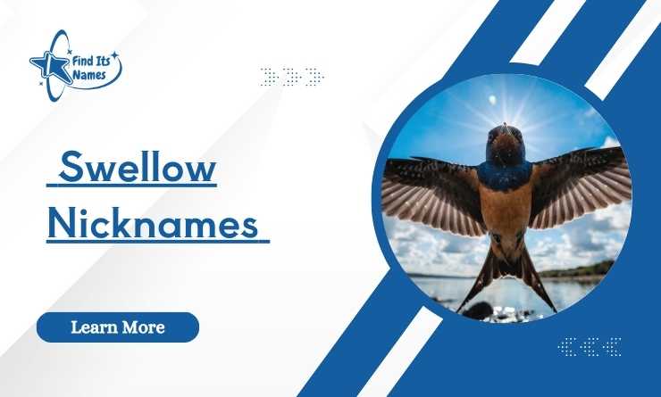 Swellow Nicknames