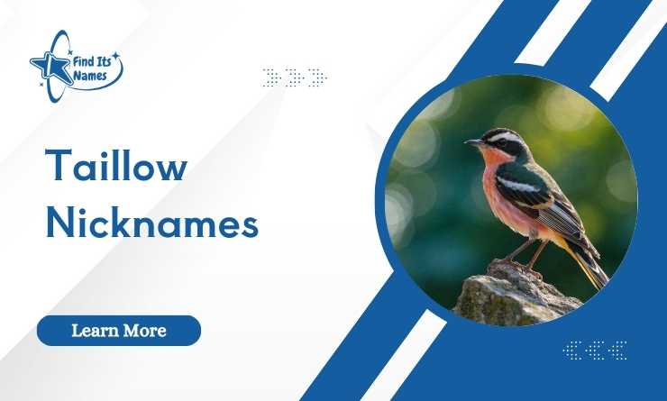 Taillow Nicknames